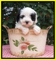 Jetta Benz pups 6 wks old 231