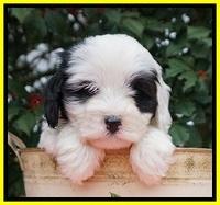 Jetta Benz pups 6 wks old 241