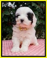 Jetta Benz pups 6 wks old 251