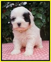 Jetta Benz pups 6 wks old 261