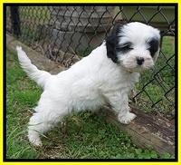 Jetta Benz pups 7 wks old251