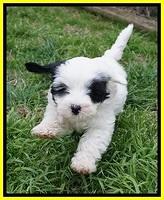 Jetta Benz pups 7 wks old261