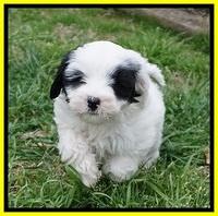 Jetta Benz pups 7 wks old271