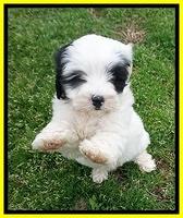 Jetta Benz pups 7 wks old281