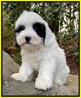 Jetta Benz pups almost 8 wks old211