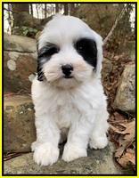 Jetta Benz pups almost 8 wks old241