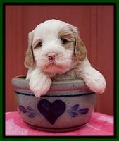 Jetta Benz pups 5 wks old 411