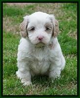 Jetta Benz pups 5 wks old 421