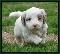 Jetta Benz pups 5 wks old 461