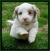 Jetta Benz pups 5 wks old 471