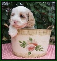 Jetta Benz pups 6 wks old 291