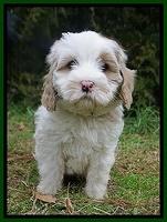 Jetta Benz pups 7 wks old321