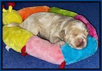 Jetta Parson 2 2 wks old21