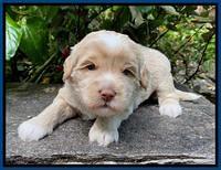 Jetta Parson 2 pups 3 wks old 31