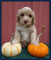 Jetta Parson 2 pups 6 wks old 41