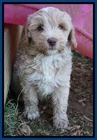 Jetta Parson 2 pups 7 wks old 11