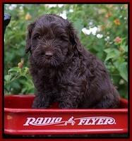 Jetta Parson 2 pups 5 wks old 101