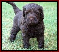 Jetta Parson 2 pups 5 wks old 111