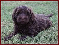 Jetta Parson 2 pups 7 wks old 111