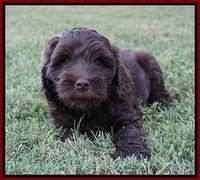 Jetta Parson 2 pups 7 wks old 131