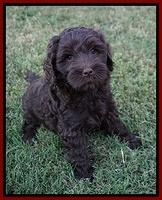 Jetta Parson 2 pups 7 wks old 141