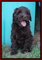 Jetta Parson 2 pups 7 wks old 151