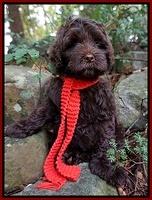 Jetta Parson 2 pups 8 wks old 21