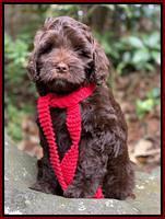 Jetta Parson 2 pups 8 wks old 51
