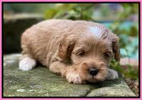 Jetta Parson 2 4 wks old111