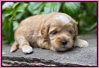 Jetta Parson 2 pups 3 wks old 101