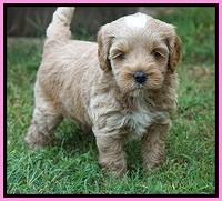 Jetta Parson 2 pups 5 wks old 131