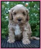 Jetta Parson 2 pups 5 wks old 151