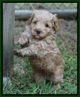 Jetta Parson 2 pups 5 wks old 241