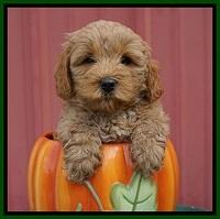 Jetta Parson 2 pups 6 wks old 131