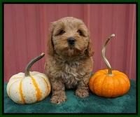 Jetta Parson 2 pups 6 wks old 141