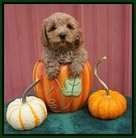 Jetta Parson 2 pups 6 wks old 151