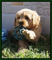 Jetta Parson 2 pups 7 wks old 211