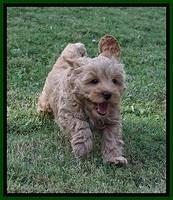 Jetta Parson 2 pups 7 wks old 231