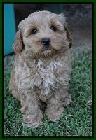 Jetta Parson 2 pups 7 wks old 251