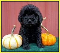 Jetta Parson 2 pups 6 wks old 181