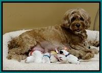 JBR newborn group pics 5