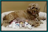 JBR newborn group pics 9