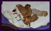 JBR pups 2 wks old group 1