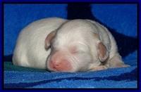JBR pups 1 wk old 5