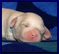 JBR pups 1 wk old 7