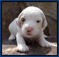 JBR pups 3 wks old 2