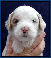 JBR pups 4 wks old 4