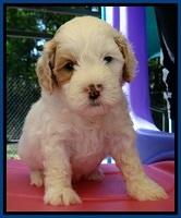 JBR pups 5 wks old 5