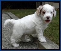 JBR pups 6 wks old 1