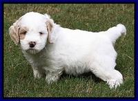 JBR pups 7 wks old 21
